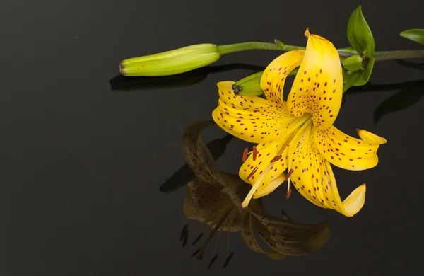 Vacker gul Tiger Lily med spegling över svart bakgrund — Stockfoto