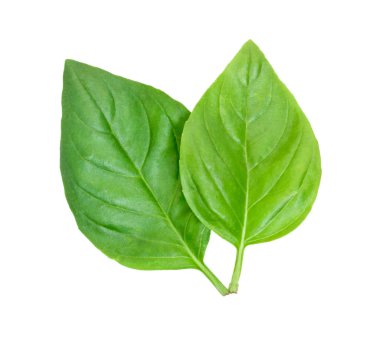 Beyaz üstten görünüm üzerinde izole fesleğen taze yeşil yaprakları çifti