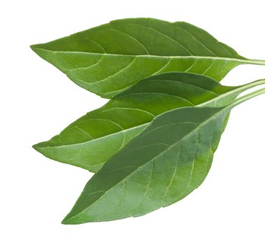 Beyaz, en iyi görünüm izole fesleğen taze yeşil yaprakları.