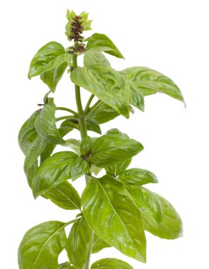 Beyaz izole yaprakları ile yeşil şube