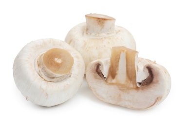 Taze champignon mantar. Üç mantar beyaz bac izole