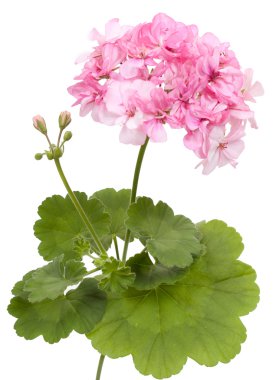 Beyaz izole Sardunya ıtır çiçeği