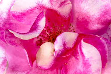 Yabani gül çok güzel çiçek