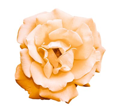 Olağandışı gülü krem rengi. Beyaz arka plan üzerinde izole. CL