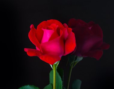 Güzel kırmızı gül, siyah arka plan ayna yansıması.