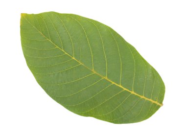 Yeşil yaprak beyaz üzerinde izole