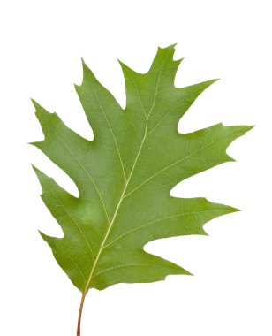 Yeşil yaprak, beyaz bir arka plan üzerinde izole, yakın çekim.