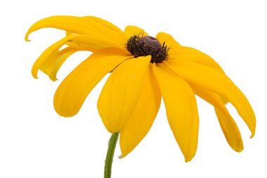 Beyaz arka plan üzerinde izole güzel sarı Bahçe çiçek. CL