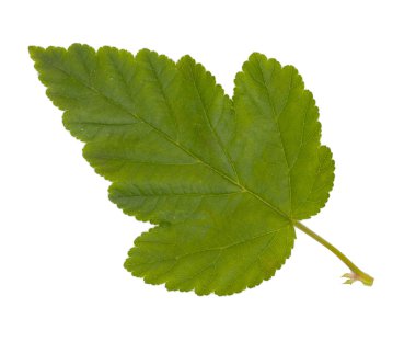 Yeşil yaprak beyaz üzerinde izole