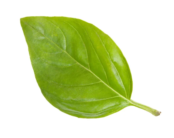 Frisches grünes Blatt Basilikum isoliert auf weißem Deckblatt — Stockfoto
