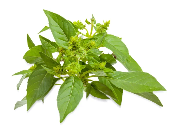 Ramo de albahaca verde fresca con flores. Aislado sobre respaldo blanco — Foto de Stock