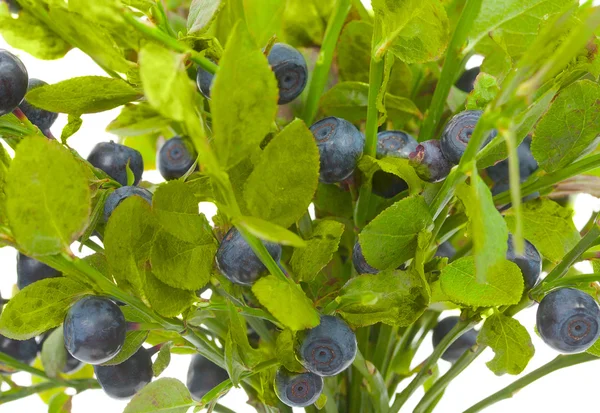 Fresh branches blueberries isolated on white background, close-u — Stock Photo, Image