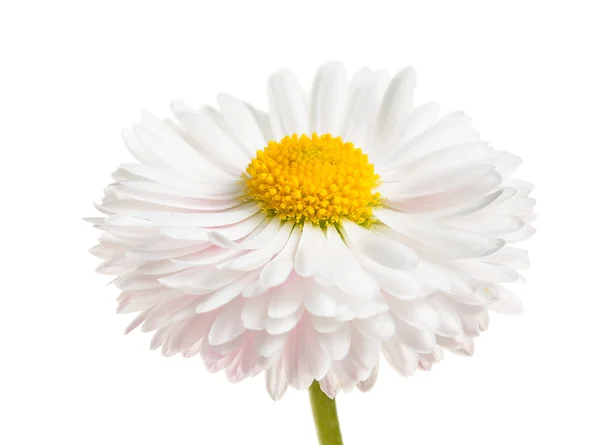 Flor de margarita blanca aislada sobre un blanco — Foto de Stock