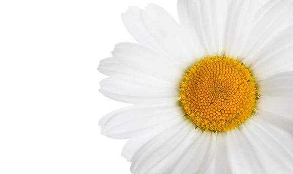 Flor de manzanilla aislada sobre fondo horizontal blanco con — Foto de Stock