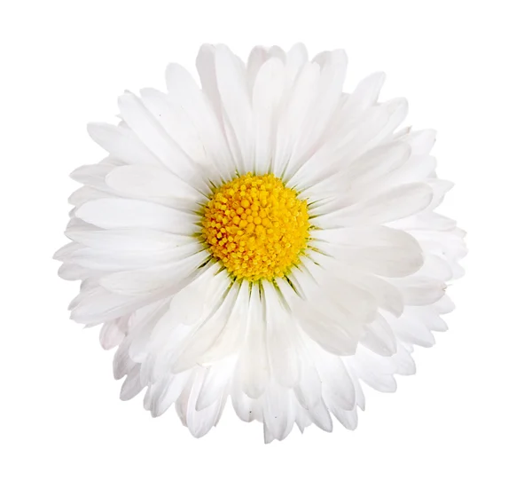 Flor de margarita blanca aislada sobre un blanco — Foto de Stock