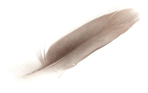Paloma de plumas de color, aislada sobre fondo blanco. Primer plano . — Foto de Stock