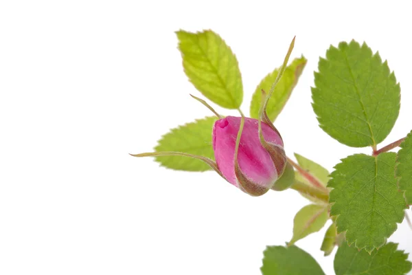 Branch of dog-rose with leaf and one bud and an empty place for — Stock Photo, Image