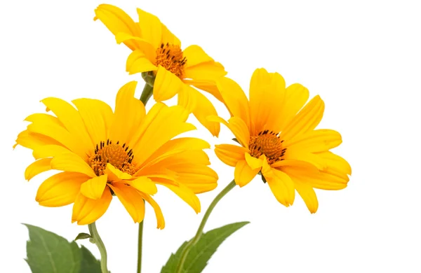 Set de 3 flores naranjas de Osteospermum Daisy o Cape Daisy. Aislamiento — Foto de Stock