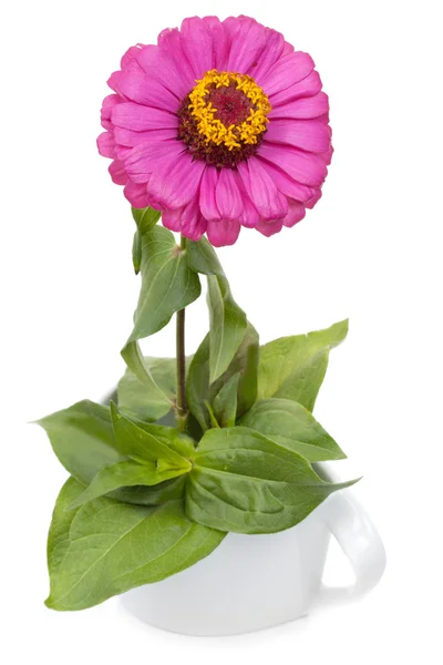 Tsinii flor rosa con hojas en cerámica, aislado en un wh — Foto de Stock
