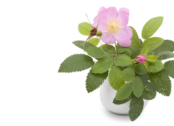 Branch of dog rose with leaves, flower and one bud in a ceramic — Stock Photo, Image