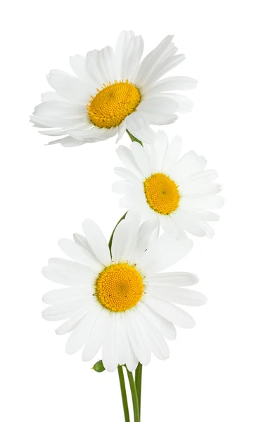 Tres flores de manzanilla aisladas sobre un fondo blanco — Foto de Stock