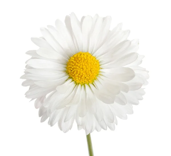Flor de margarita blanca, marguerita aislada sobre un blanco, primer plano . — Foto de Stock