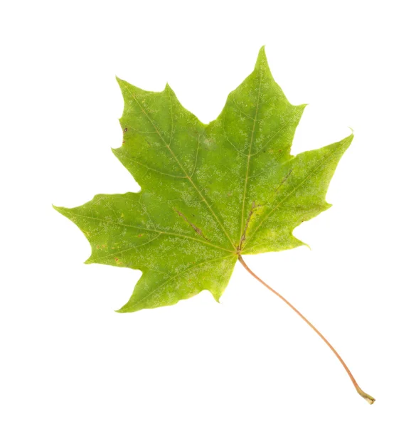 Kolorowa jesień liść klonu, izolowana na białym tle, Zamknij- — Zdjęcie stockowe