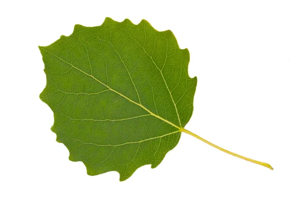 白い葉に隔離された緑の葉 — ストック写真