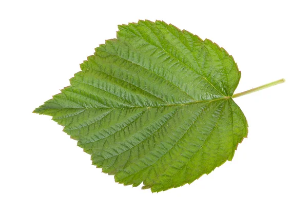 Folha verde, isolado em um branco, close-up . — Fotografia de Stock