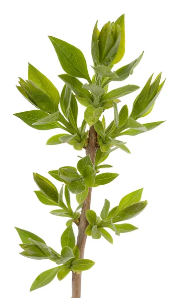 Green branch, young sprouts with leaves, isolated on white backg — Stock Photo, Image