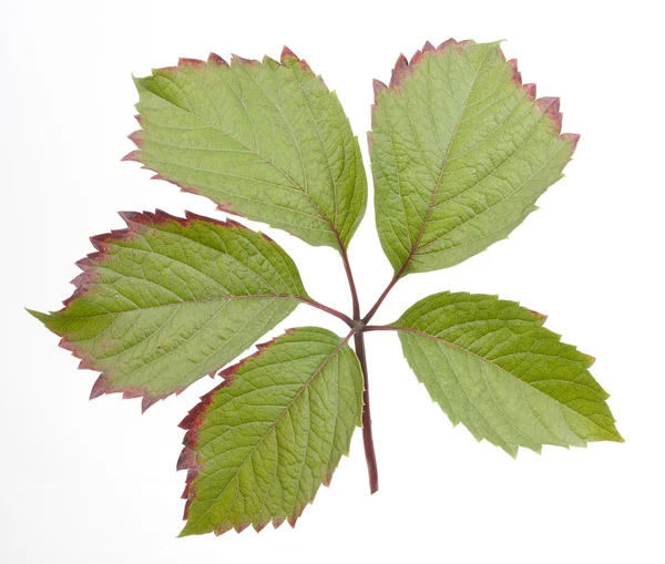 Zielone liście na białym tle na białym — Zdjęcie stockowe