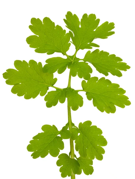 Grüner Zweig mit Blättern, isoliert auf weißem Hintergrund. Nahaufnahme — Stockfoto