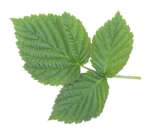 Yeşil Ahududu yaprakları. Beyaz bir arka plan üzerinde izole yakın çekim