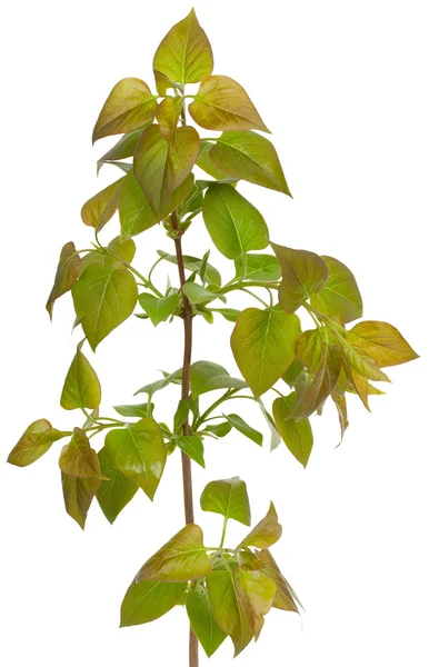 Rama verde, brotes jóvenes con hojas, aislados en el respaldo blanco — Foto de Stock