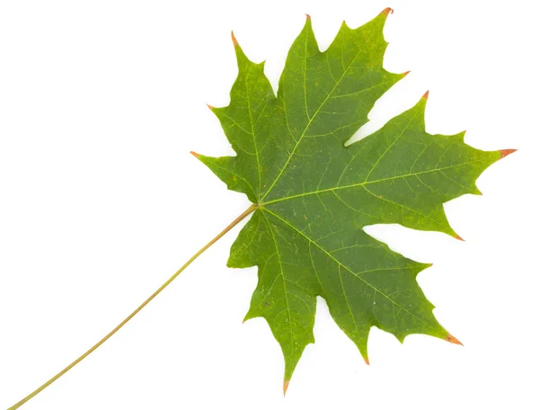 Zielony liść klonu, sezonowe koncepcja na białym tle, — Zdjęcie stockowe