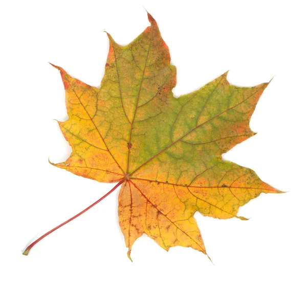 Colorful autumn maple leaf, isolated on white background, close- — Stock Photo, Image