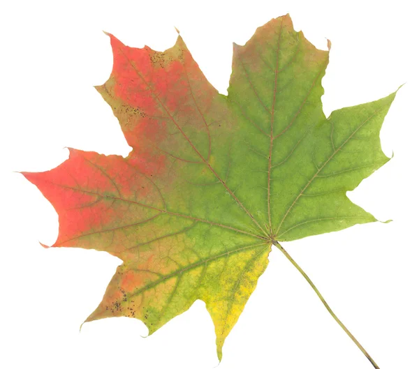Farbenfrohes Herbst-Ahornblatt, isoliert auf weißem Hintergrund, schließen- — Stockfoto