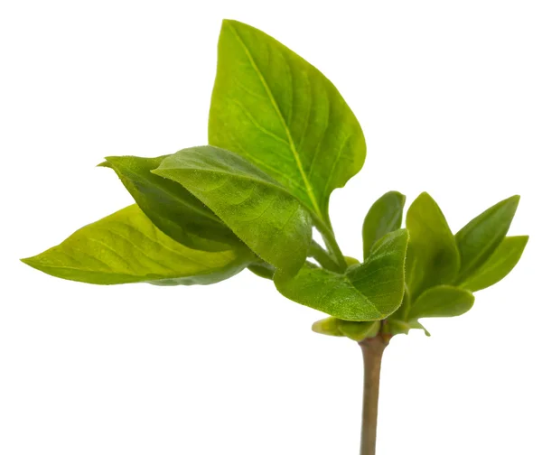 Green branch, young sprouts with leaves, isolated on white backg — Stock Photo, Image