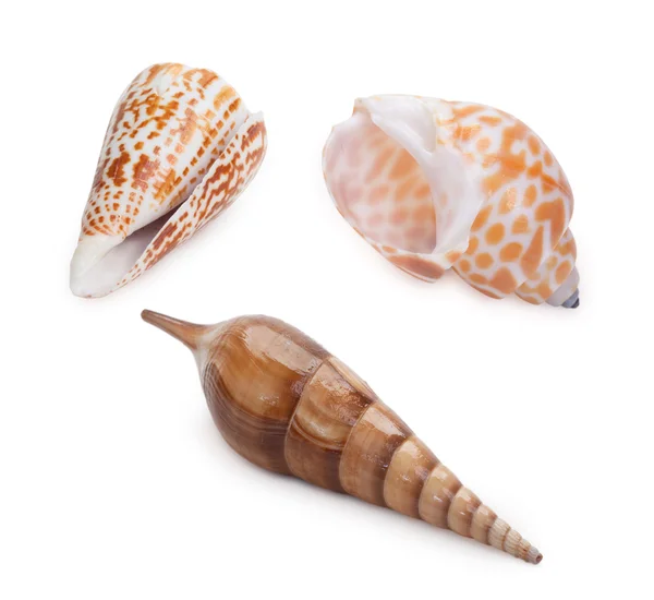 Set of sea shells isolated on white — Stock Photo, Image