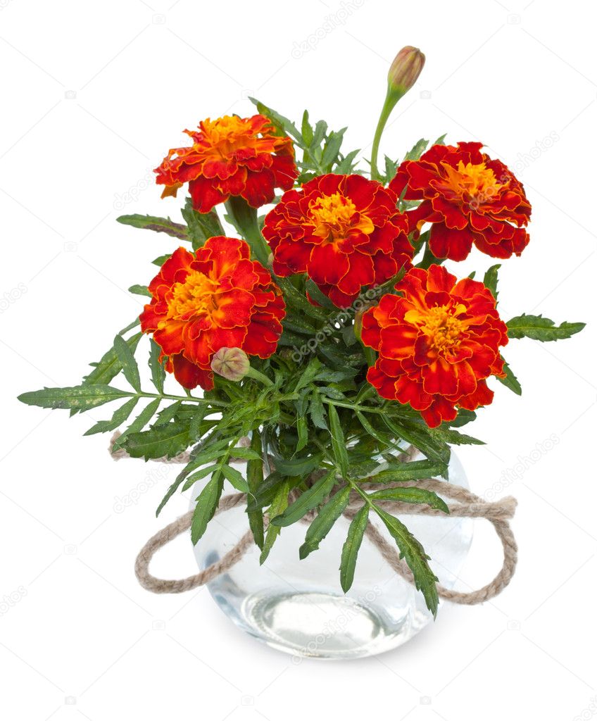 Beautiful flowers marigolds in a glass jar with ropes bowknot, i