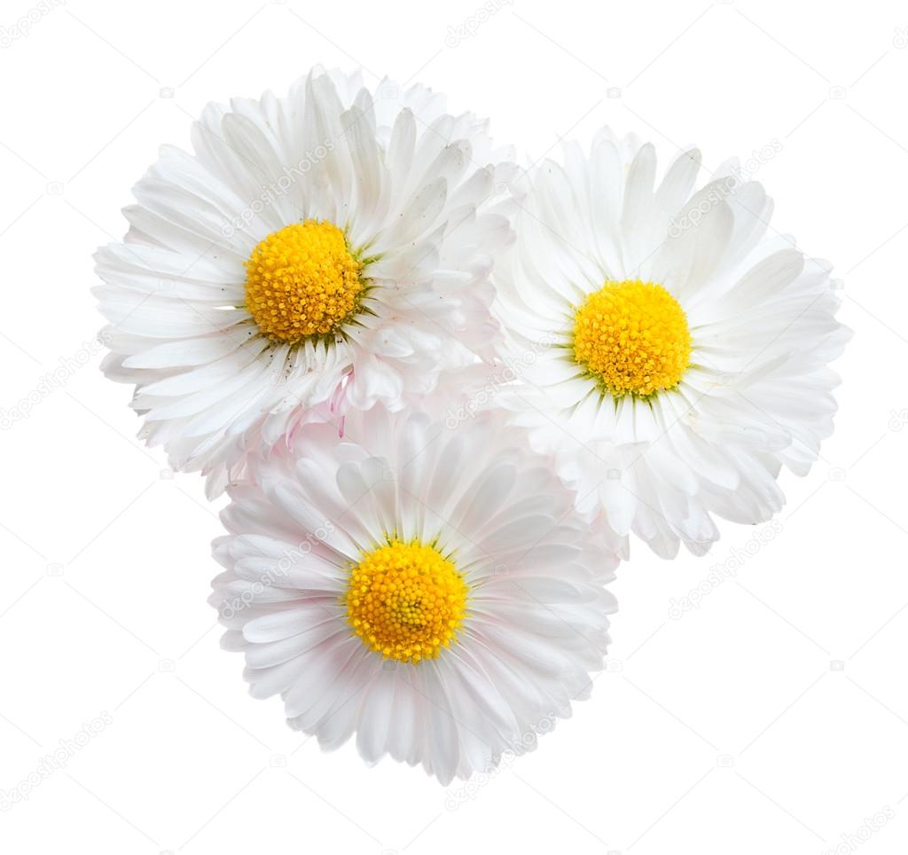 Three flowers of white daisy isolated on a white