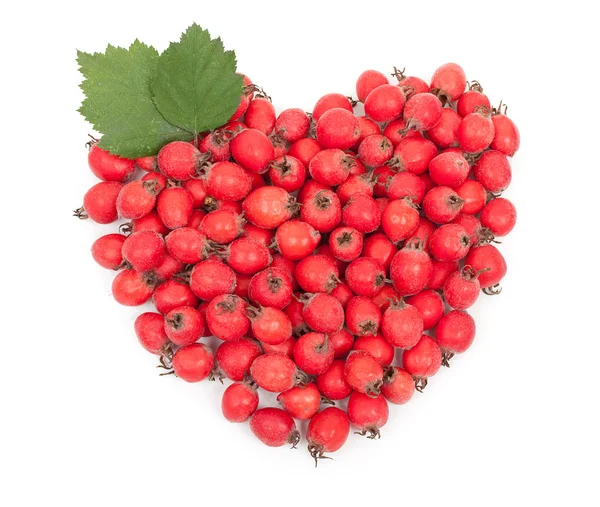 Боярышник описание. Боярышник применяется при:. Как влияет боярышник на сердце. Боярышник для сердца при аритмии. Боярышник остроиглистый.