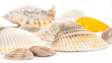 Deniz kabuklarını arka plan beyaz izole güzel bokeh ile