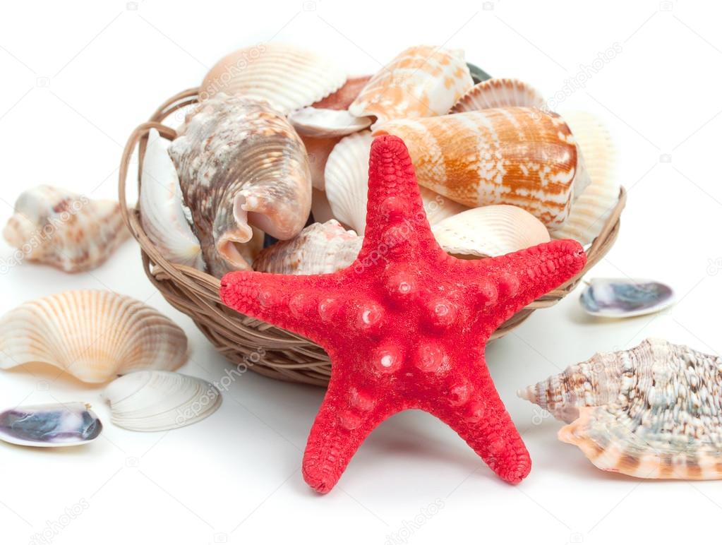 Seashells background with sea star isolated on a white