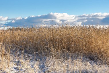 Baltık Denizi 'nin kışlık kıyı şeridi boyunca kuru çimenler, kar ve buzla kaplı Finlandiya' nın temiz ve el değmemiş doğasının güzelliği.