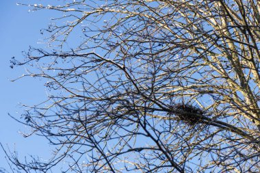 Ağacın çıplak dalları arasında dinlenen boş bir kuş yuvası, doğanın sessizliğini ve yuvanın hassas yapısını vurguluyor.