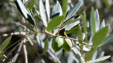 Zeytin ağacının dalında yetişen taze, çiğ zeytinlerin yakın çekimi. Yumuşak arkaplanlı doğal güneş ışığı. Bu görüntü sağlıklı, organik ve doğal gıdanın özünü yakalar.