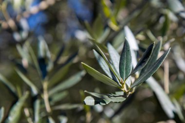 Zeytin ağacının dalında yetişen taze, çiğ zeytinlerin yakın çekimi. Yumuşak arkaplanlı doğal güneş ışığı. Bu görüntü sağlıklı, organik ve doğal gıdanın özünü yakalar.