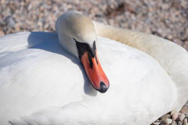 İtalya, Garda Gölü 'ndeki çakıl taşlı bir sahilde uyuyan beyaz bir kuğu, başını güneş ışığında dinlendirip, huzurlu ve dingin bir göl manzarası yaratıyor.