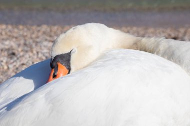 Uyuyan beyaz bir kuğu, güneşli bir günde, İtalya 'nın Garda Gölü' ndeki çakıl taşlı bir sahilde dinleniyor. Sakin bir mavi su ve sakin bir göl kenarı, doğal doğal atmosfer, yakın çekim.